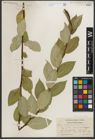 Foto von Salix serissima (L. H. Bailey) Fern.